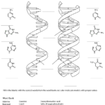Solved Structural Differences Between Rna And Dna Workshe Pertaining To Rna Worksheet Answers
