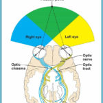 Special Senses Anatomy And Physiology  Nurseslabs Intended For The Eye And Vision Anatomy Worksheet Answers