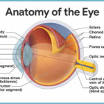 Special Senses Anatomy And Physiology  Nurseslabs Within The Eye And Vision Anatomy Worksheet Answers