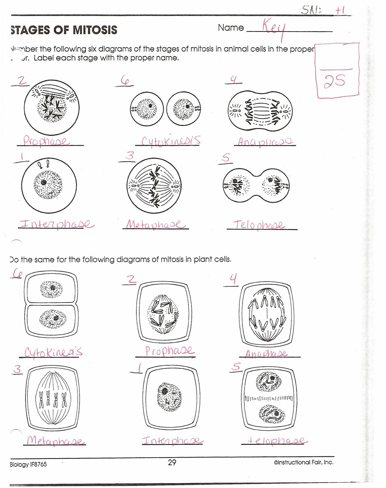 Stages Of Mitosis For Phases Of Meiosis Worksheet