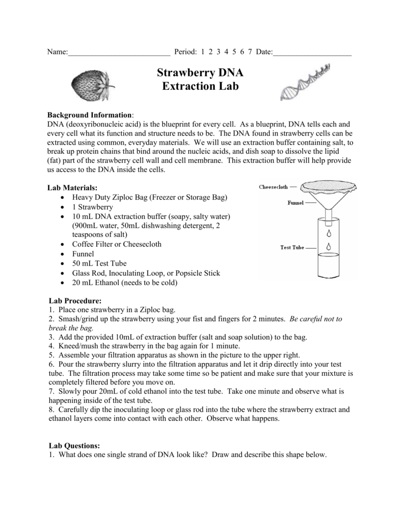 Strawberry Dna Extraction Lab And Strawberry Dna Extraction Lab Worksheet