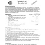 Strawberry Dna Extraction Lab With Strawberry Dna Extraction Lab Worksheet Answers