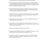 Strawberry Dna Extraction Questions – Please Write The Question Pertaining To Strawberry Dna Extraction Lab Worksheet Answers