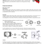 Strawberry Dna Lab In Strawberry Dna Extraction Lab Worksheet