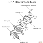 Structural Differences Between Rna And Dna Coloring Page  Free Pertaining To Dna Coloring Worksheet Key