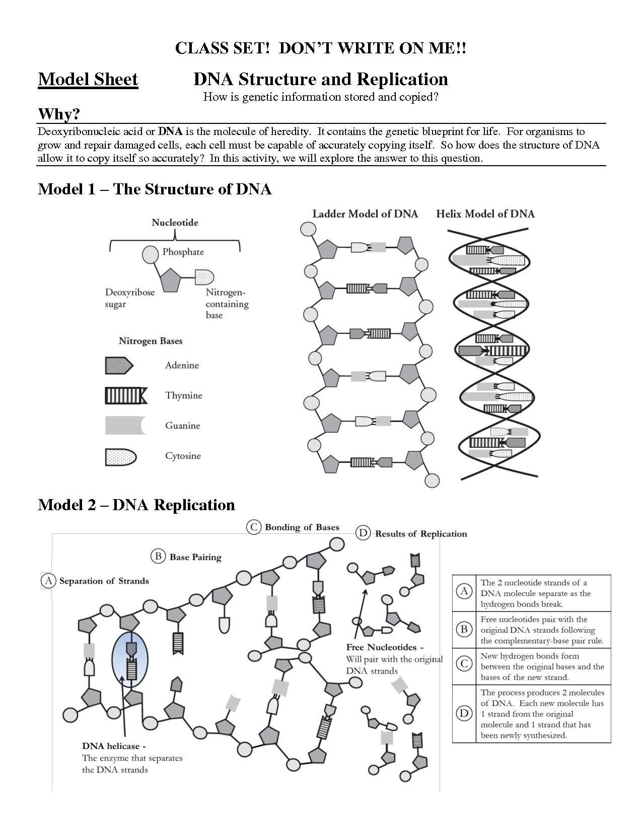 Structure Of Dna And Replication Worksheet Answers  Briefencounters Along With Dna Molecule And Replication Worksheet Answers