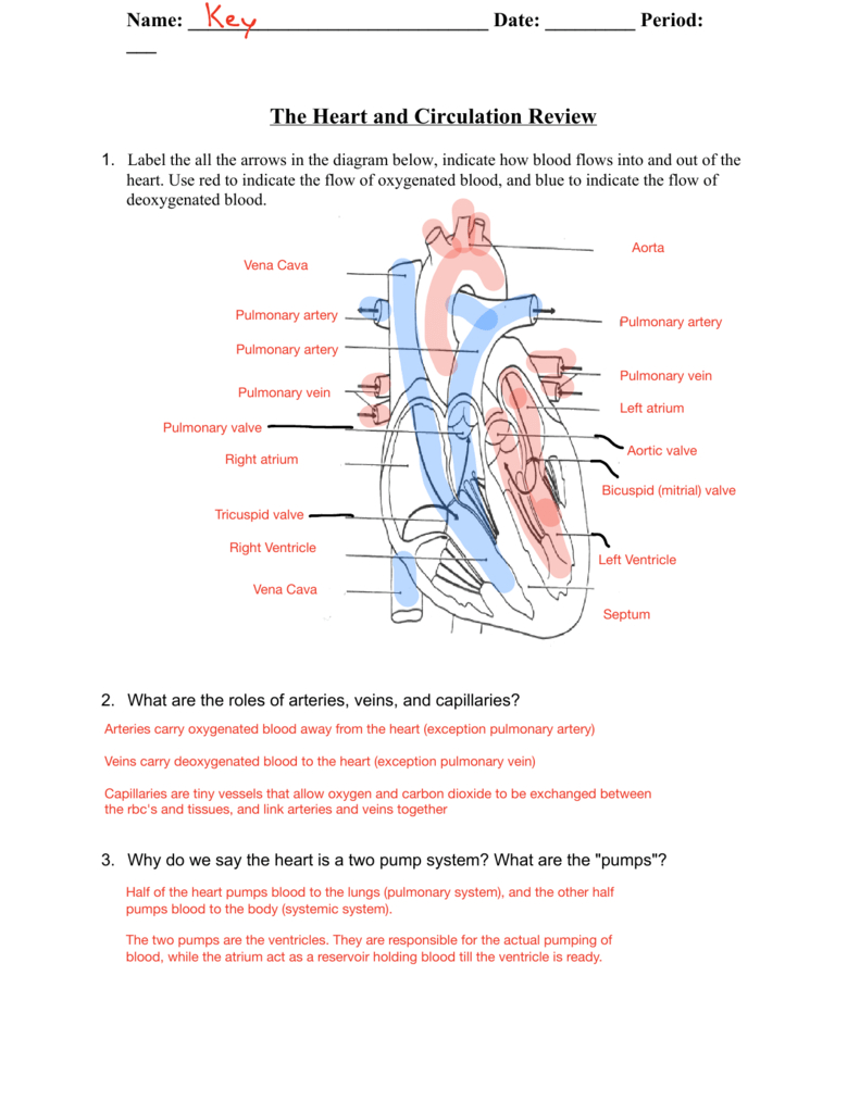 Structure Of The Heart  Circulation Review Answer Key Together With Blood Flow Worksheet Answer Key