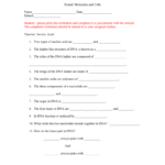 Student Worksheet For Nucleic Acids Also Nucleic Acids Worksheet