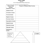 Study Guide Levels Of Organization And Human Body Systems Or Human Body Systems Worksheet Answer Key