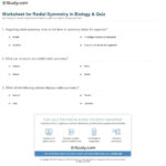 Symmetry Worksheets For High School Math  Razhayesheitanparastan Throughout Symmetry Worksheets For High School
