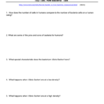 Ted Talk How Bacteria “Talk” Together With Ted Talk Worksheet Answers