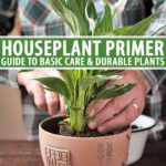 The Best Guide To Basic Care Of Houseplants  Gardener's Path Along With Growing Media For Landscape Plants Worksheet