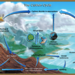 The Carbon Cycle Article  Ecology  Khan Academy With Cycles Of Matter Worksheet Answers