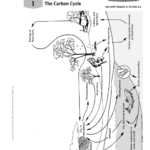 The Carbon Cycle With Carbon Cycle Worksheet Answers