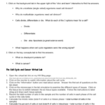The Cell Cycle And Cancer Virtual Lab Along With The Cell Cycle And Cancer Worksheet