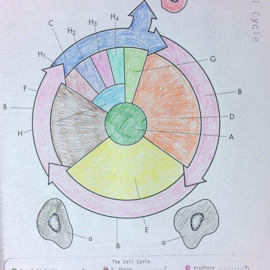 The Cell Cycle Coloring Worksheet Answers Math Worksheets For Grade In Cell Cycle Coloring Worksheet Answer Key