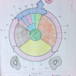 The Cell Cycle Coloring Worksheet Answers  Soccerphysicsonline In Cell Cycle Coloring Worksheet