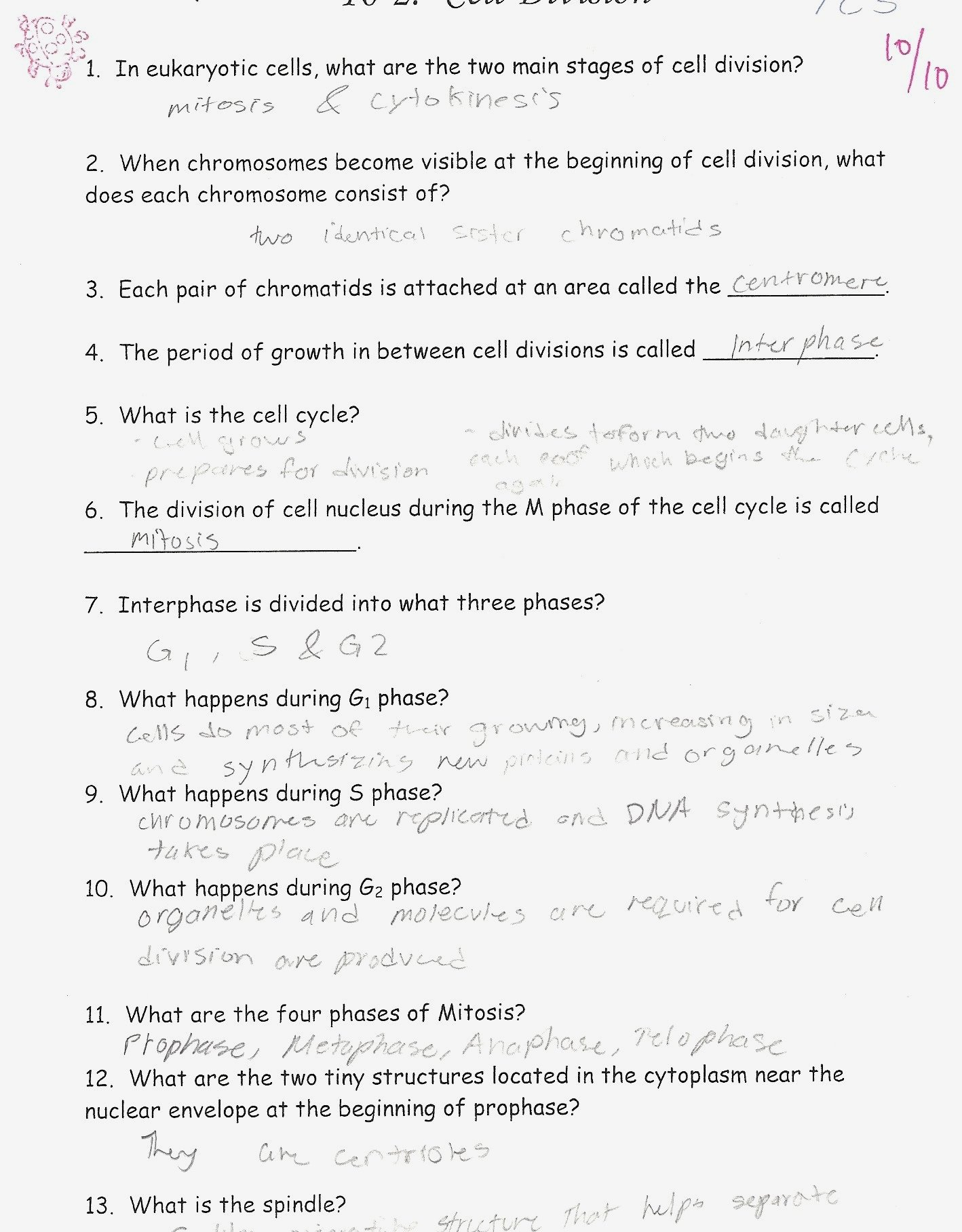 The Cell Cycle Coloring Worksheet Answers  Soccerphysicsonline Intended For The Cell Cycle Coloring Worksheet Answer Key