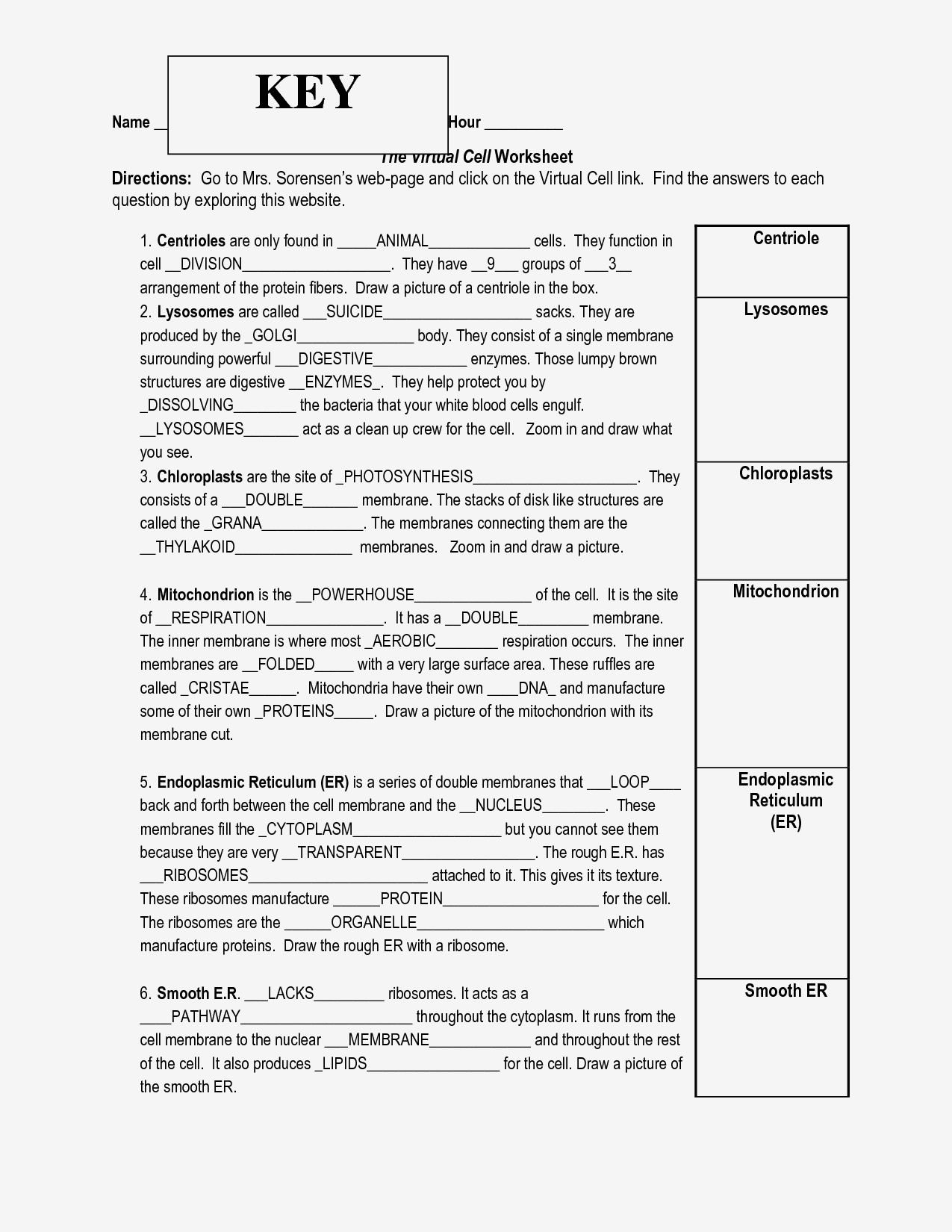 The Cell Cycle Coloring Worksheet  Briefencounters Throughout The Cell Cycle Coloring Worksheet
