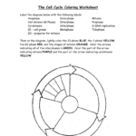 The Cell Cycle Coloring Worksheet Inside Cell Cycle Coloring Worksheet