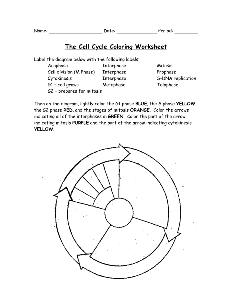 The Cell Cycle Coloring Worksheet Together With Cell Cycle Practice Worksheet