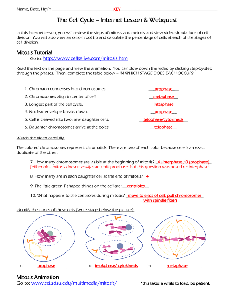 The Cell Cycle The Cell Cycle  Internet Lesson  Burgess Regarding Cells Alive Cell Cycle Worksheet