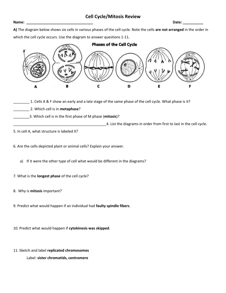 The Cell Cycle Worksheet  Manhasset Public Schools For Cell Cycle And Mitosis Worksheet