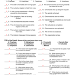 The Cell Cycle Worksheet Pertaining To Cell Division Worksheet Answers