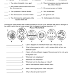 The Cell Cycle Worksheet Within Mitosis Worksheet Phases Of The Cell Cycle Answers