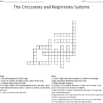 The Circulatory And Respiratory Systems Crossword  Wordmint Intended For Circulatory And Respiratory System Worksheet
