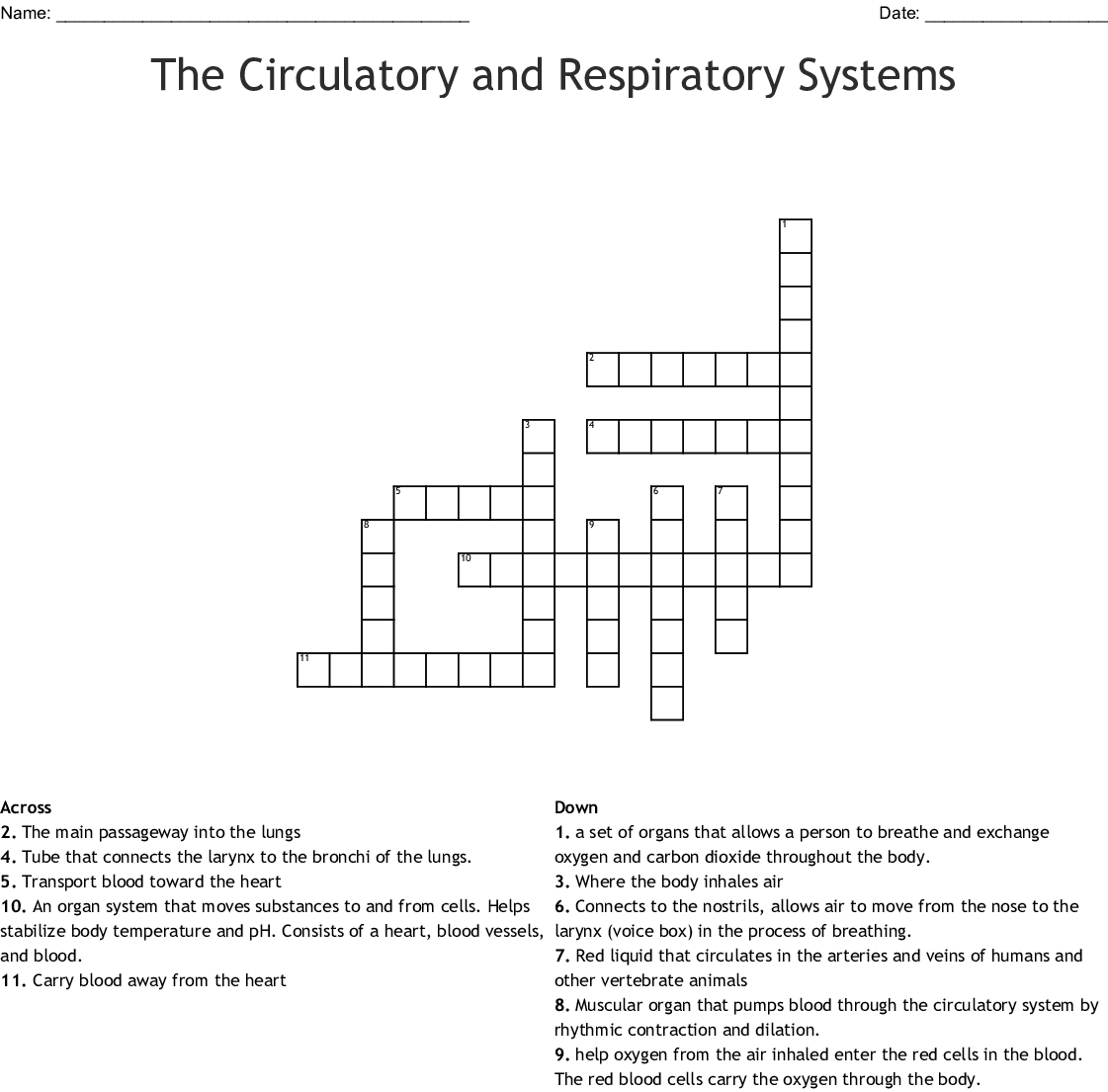 The Circulatory And Respiratory Systems Crossword  Wordmint Intended For Circulatory And Respiratory System Worksheet