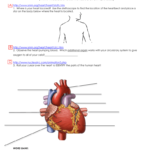 The Circulatory  Respiratory System Webquest In Circulatory And Respiratory System Worksheet