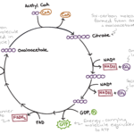 The Citric Acid Cycle  Cellular Respiration Article  Khan Academy Along With The Krebs Cycle Student Worksheet