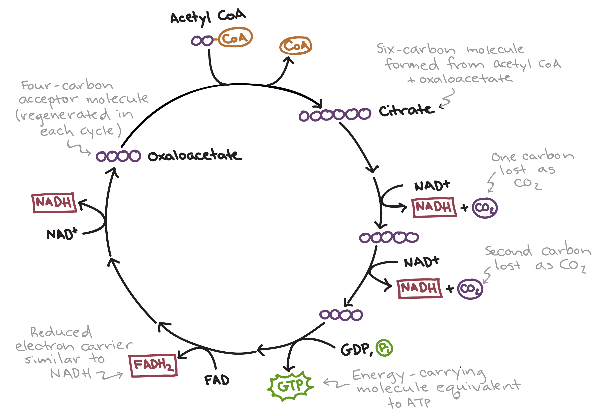The Citric Acid Cycle  Cellular Respiration Article  Khan Academy Along With The Krebs Cycle Student Worksheet