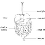 The Digestive System Worksheet  Edplace Regarding Digestive System Worksheet Answer Key