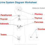 The Endocrine System  Ppt Download With Regard To Endocrine System Worksheet
