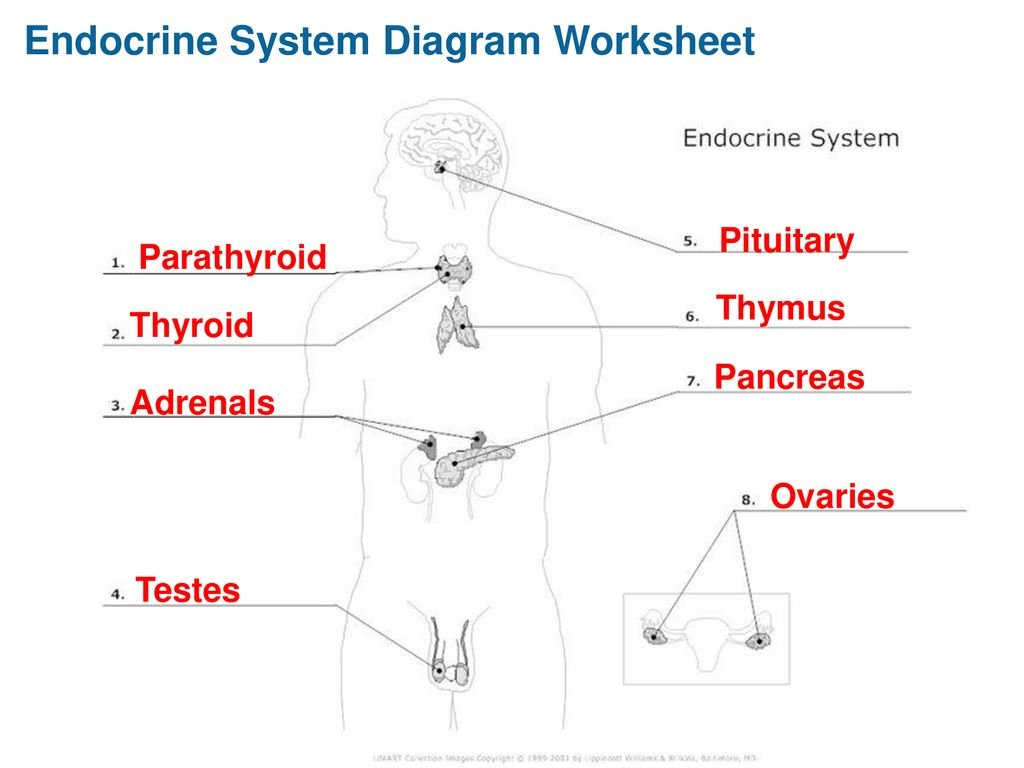 The Endocrine System  Ppt Download With Regard To Endocrine System Worksheet