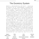 The Excretory System Word Search  Wordmint Inside Urinary System Activity Worksheet