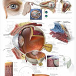 The Eye And Vision Anatomy Worksheet Answers  Briefencounters Intended For The Eye And Vision Anatomy Worksheet Answers
