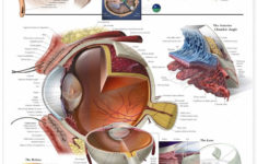 The Eye And Vision Anatomy Worksheet Answers  Briefencounters intended for The Eye And Vision Anatomy Worksheet Answers