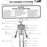 The Framework Of Body Worksheet Answers  Allcanwear In The Framework Of The Body Worksheet Answers