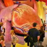 The Giant Heart  The Franklin Institute Science Museum Within Human Heart Walk Thru Worksheet Answers