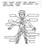 The Human Body  Interactive Worksheet For Human Body Worksheets