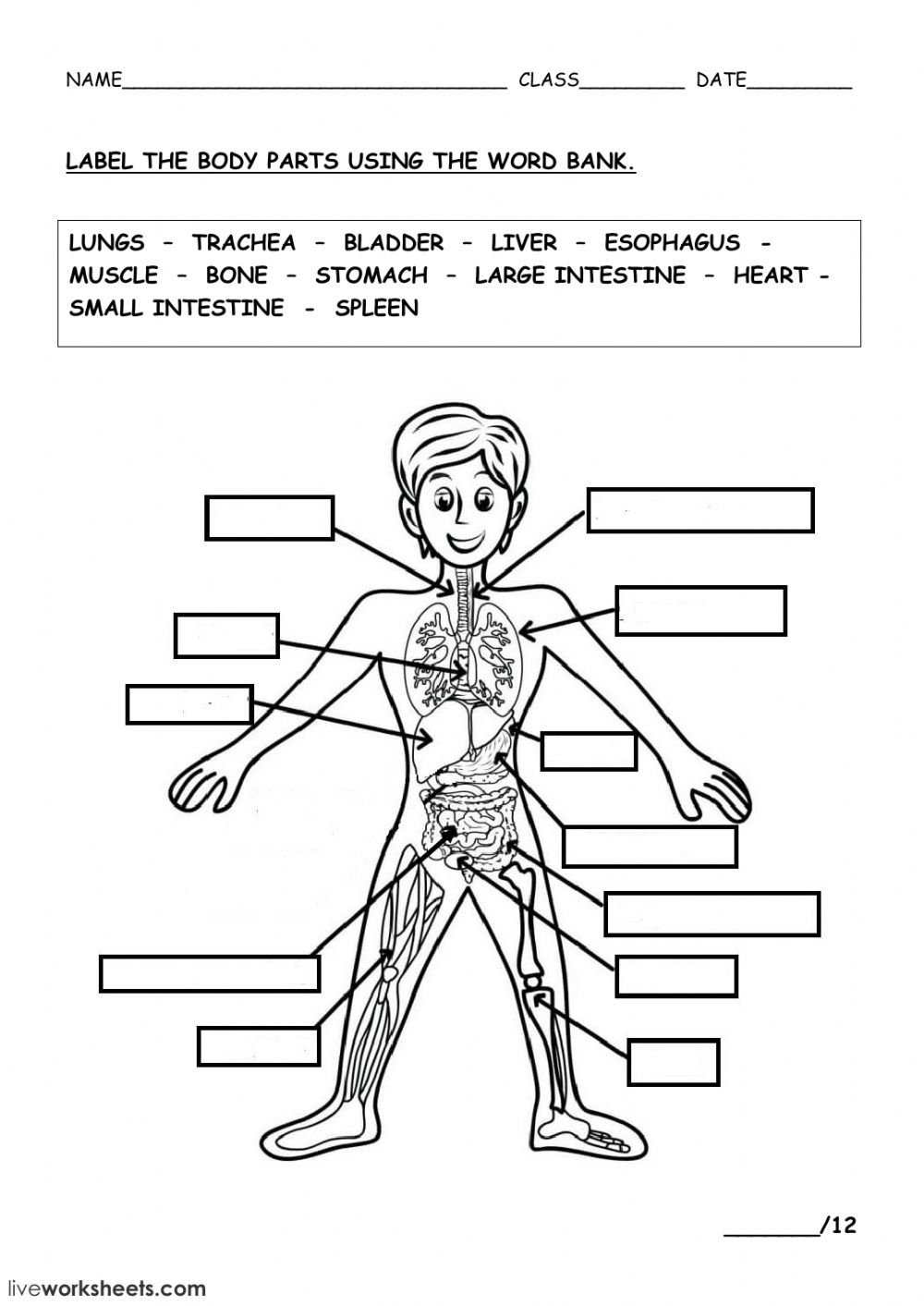 The Human Body  Interactive Worksheet For Human Body Worksheets
