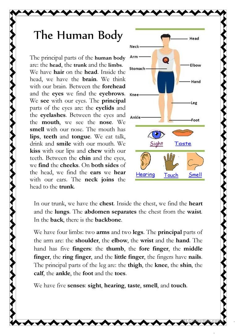 The Human Body Worksheet  Free Esl Printable Worksheets Made Pertaining To Human Body Worksheets