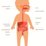 The Human Digestive System Worksheet  Edplace Intended For The Human Digestive System Worksheet Answers