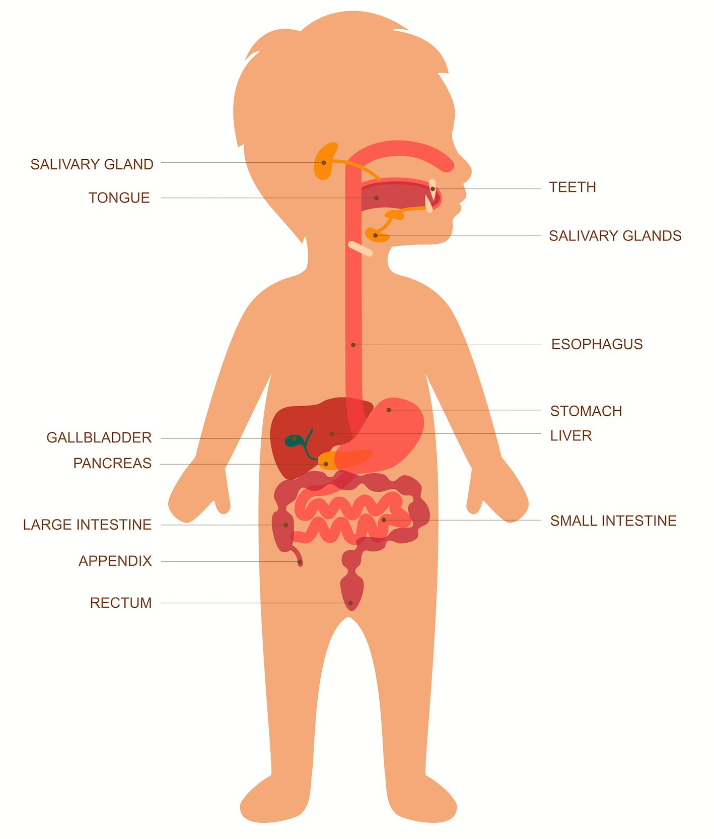 The Human Digestive System Worksheet  Edplace Or The Human Digestive Tract Worksheet Answers