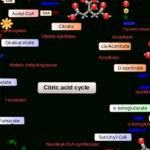 The Krebs Cycle Study Guide  Albertio As Well As The Krebs Cycle Student Worksheet