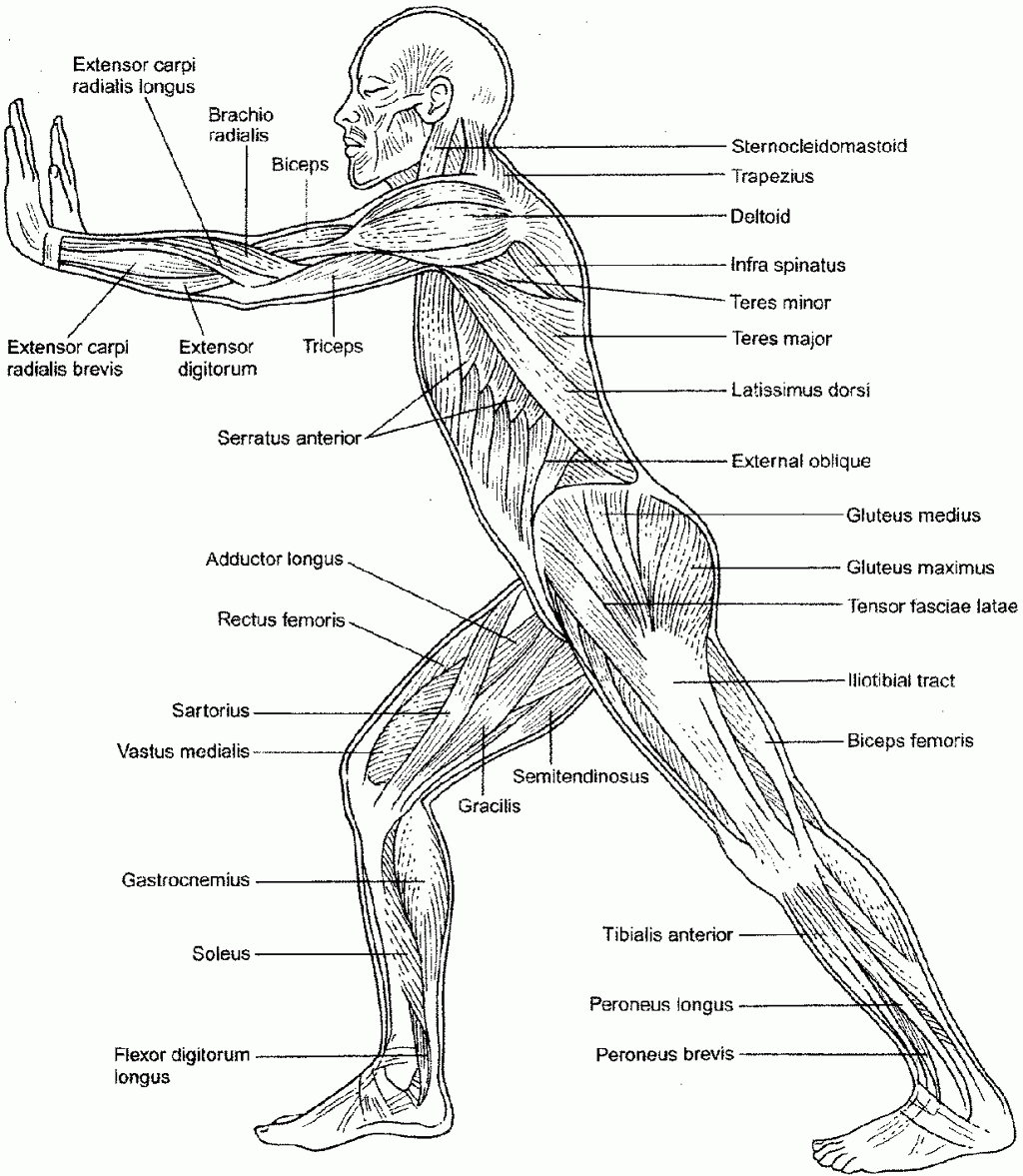 The Muscular System Coloring Pages  Coloring Home Pertaining To Muscular System Worksheet Answers