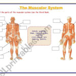 The Muscular System  Esl Worksheetrefuerzo Together With Muscular System Worksheet